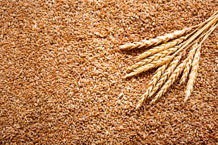THE GLUTTEN-FREE GRAIN THAT FIGHTS CANCER