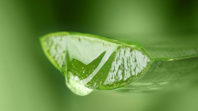 Aloe Vera juice - How To Choose The Right Skincare Products
