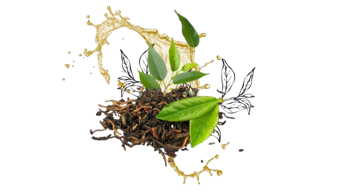 Green Tea Extract - Natural Anti Aging Skin Care