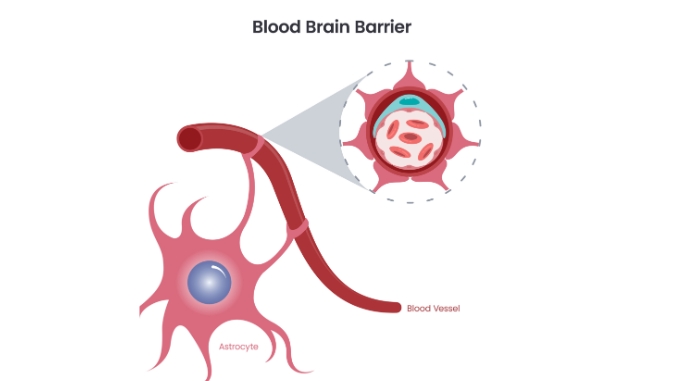 The Connection of Alcohol and Blood-Brain Barrier