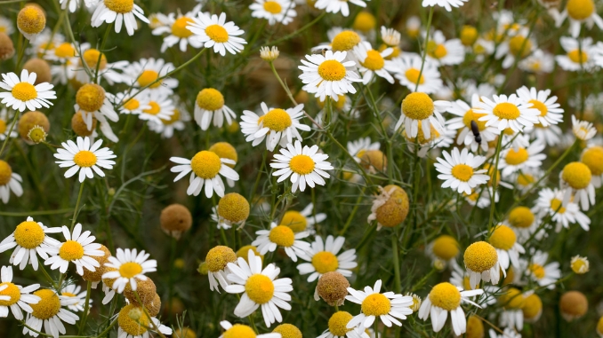 Chamomile: Nature's Calming Agent