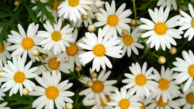 Feverfew: The Migraine Headaches Warrior