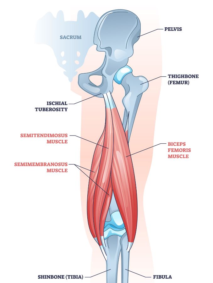 Hamstring Muscle- Hamstring Injury Exercises To Avoid