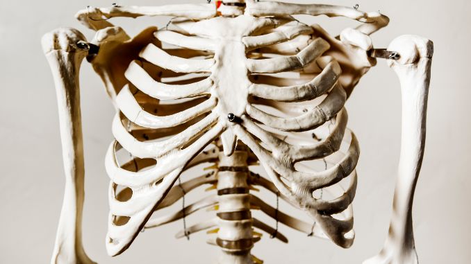 Anatomy of the Rib Cage and Core Muscles- flared ribs