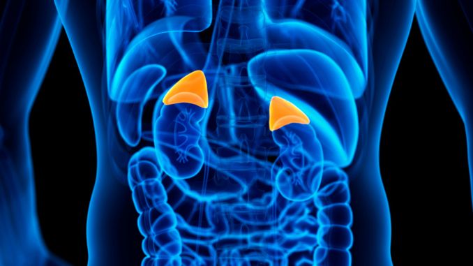 What Are the Adrenal Glands- Adrenal Health Foods